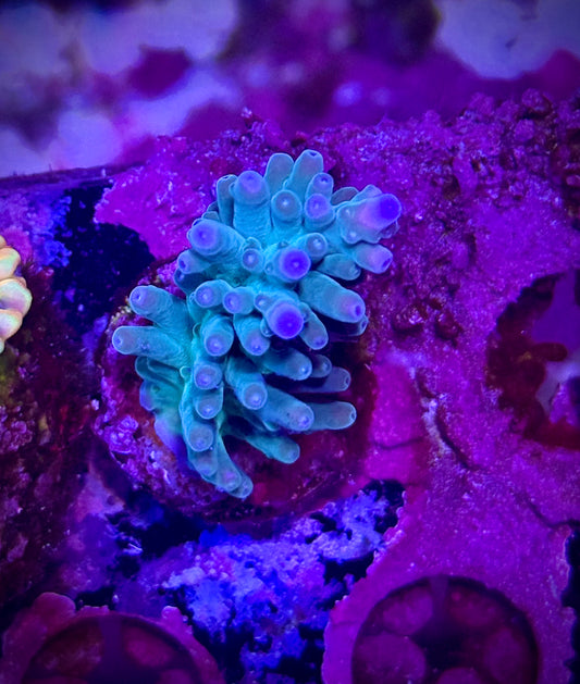 Hawkins Echinata