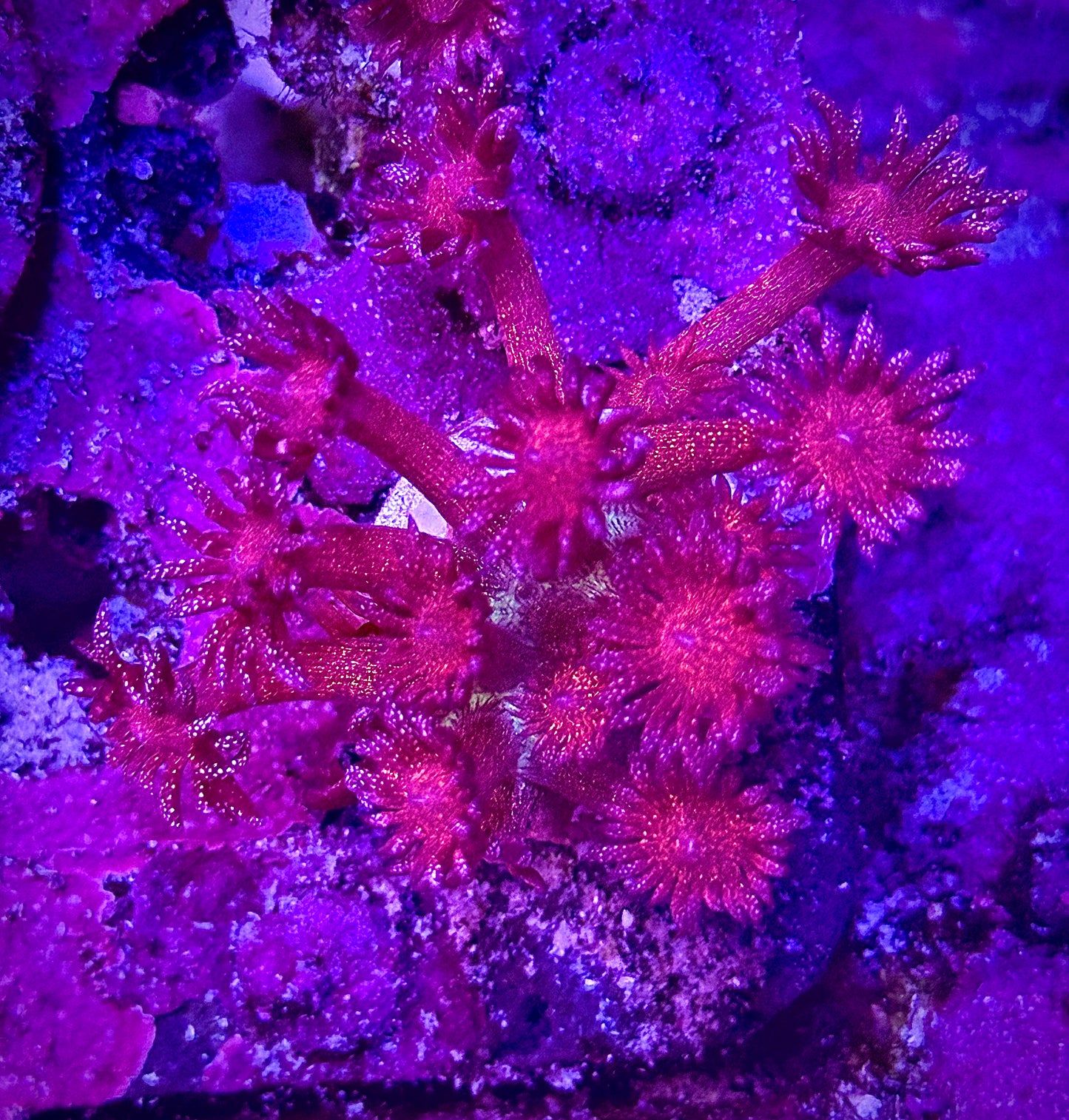 Rainbow Glitter Goniopora