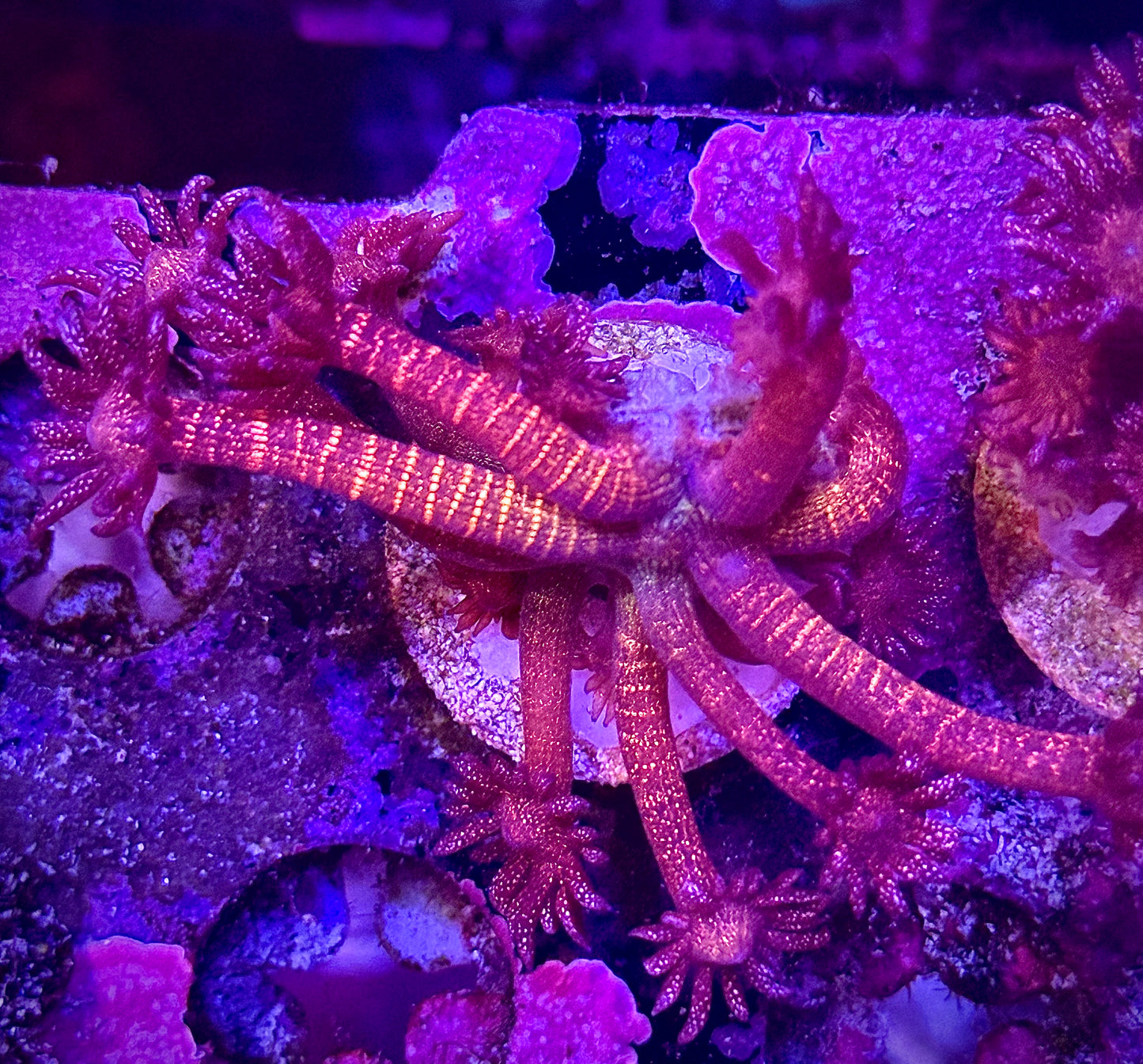 Rainbow Glitter Goniopora