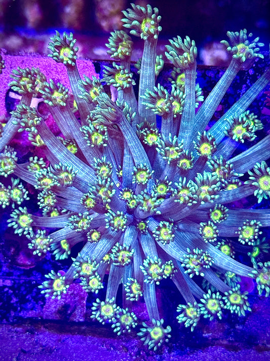 Lemonhead Goniopora Colony