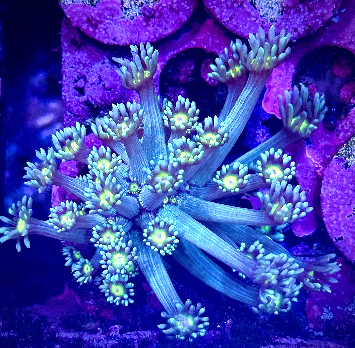 Lemon Head Goniopora (Chunky)