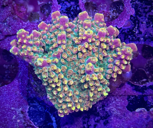 BC Bubble Bath Unicorn (XL)