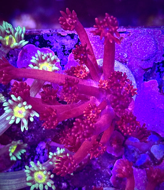 ORA Red Goniopora