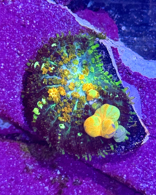 TCK Powerball Bounce Mushroom