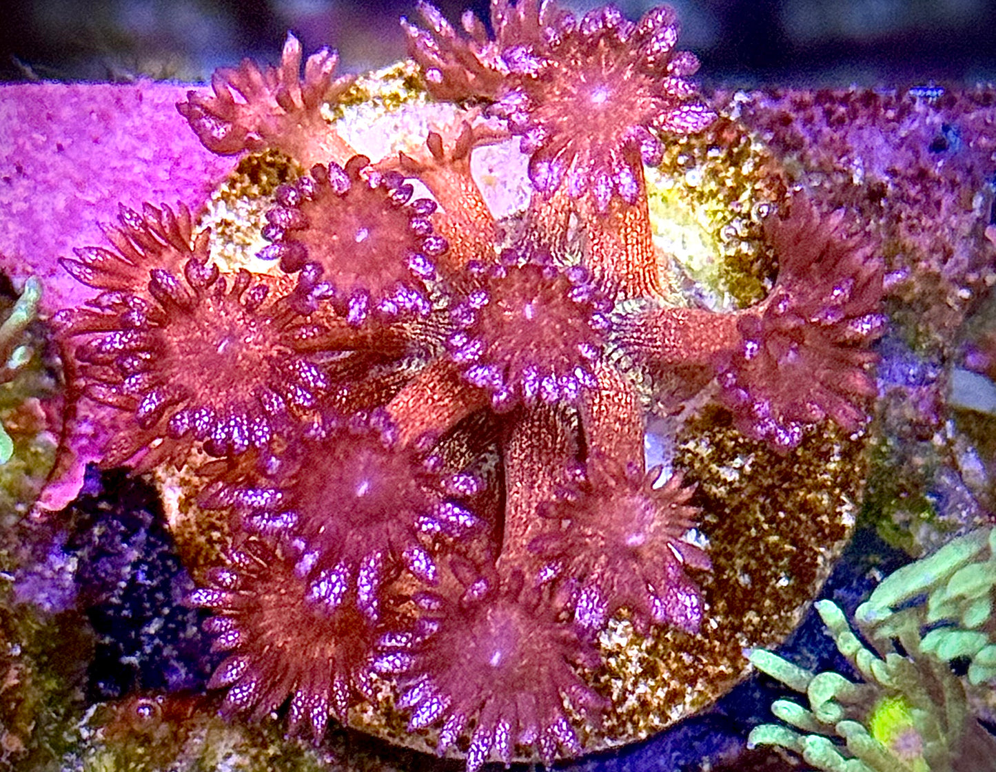 Rainbow Glitter Goniopora