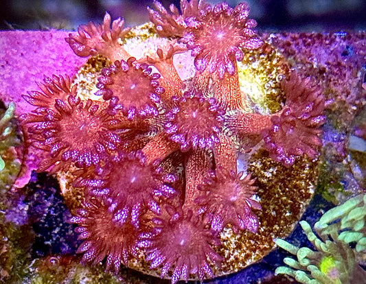 Rainbow Glitter Goniopora