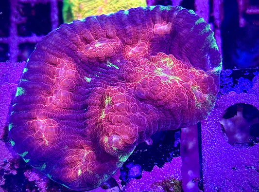 JF Chemical Reaction Chalice (Mini Colony)