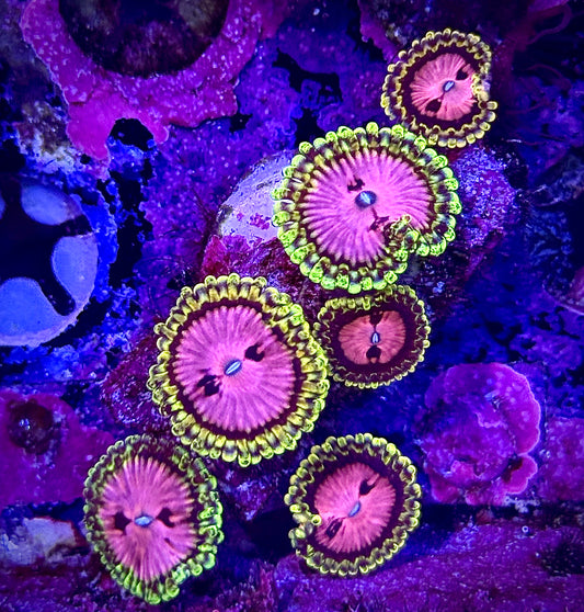 RRC Pink Diamonds