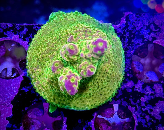 Paletta Pink Tip (Chunky)