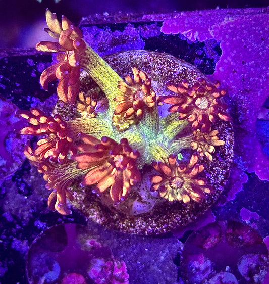 UC Amazeballs Goniopora