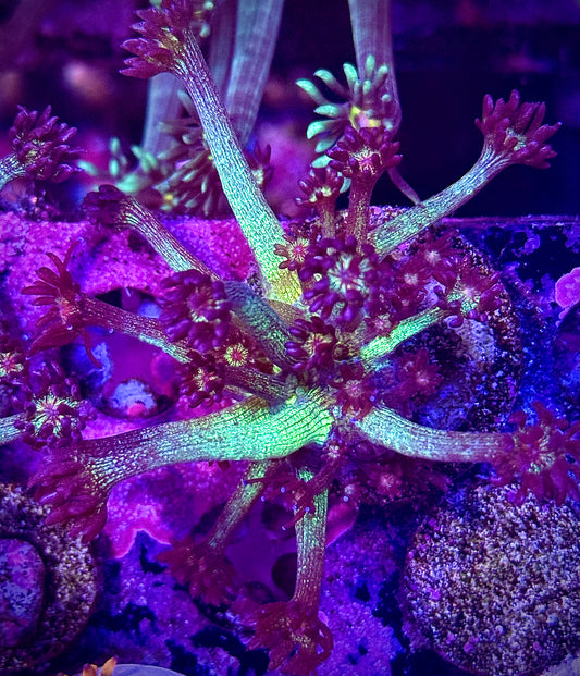 Glitter Bomb Goniopora