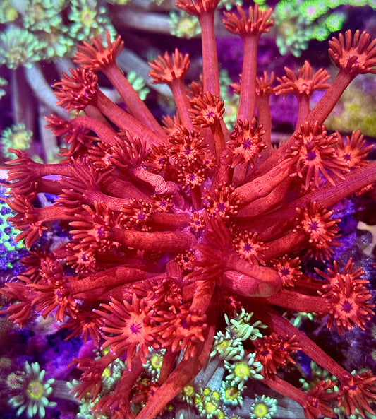 ORA Red Goniopora