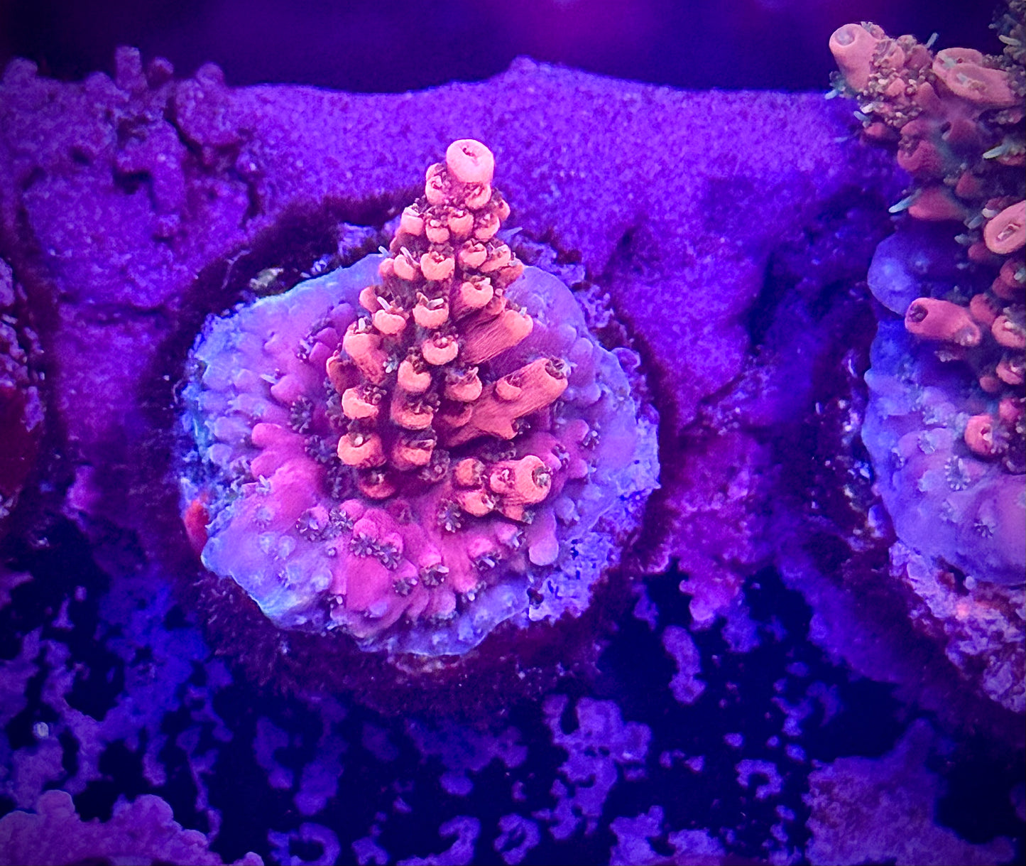 CB Tangerine Dreams