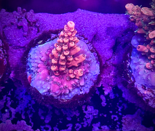 CB Tangerine Dreams