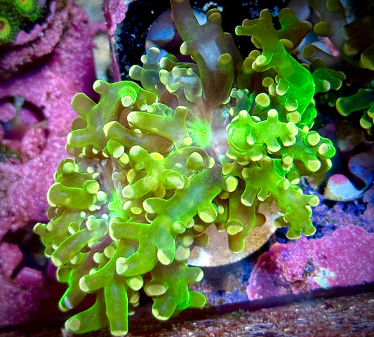 Pink Tip Green Frogspawn (2 Heads)