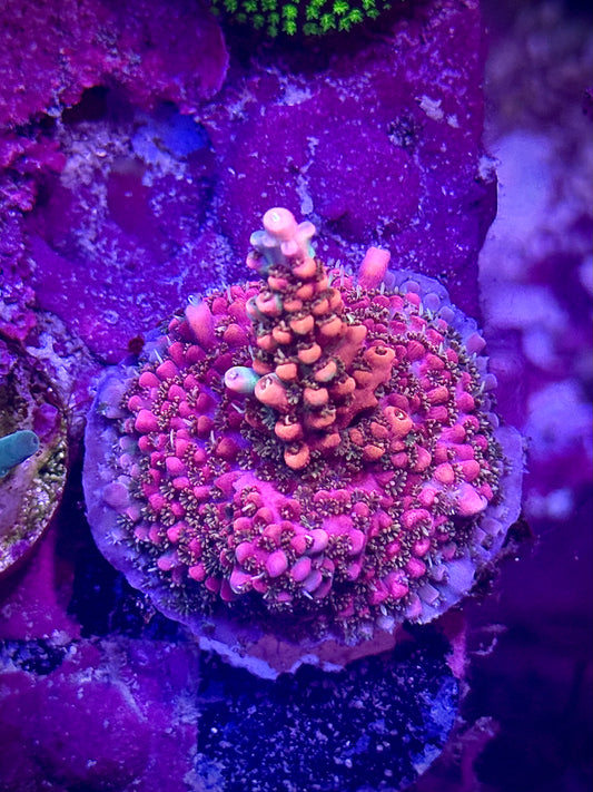 CB Tangerine Dreams