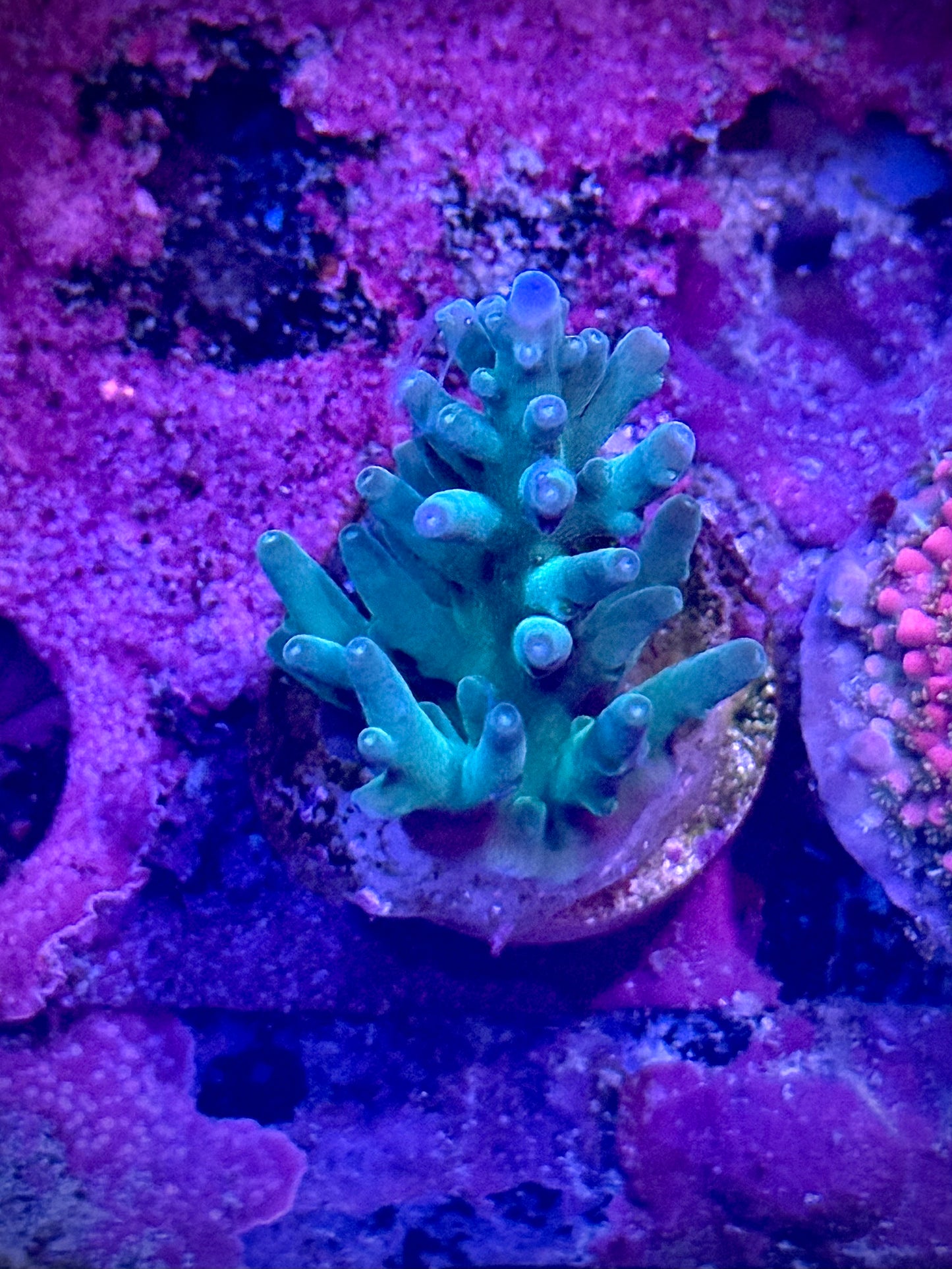 Hawkins Echinata
