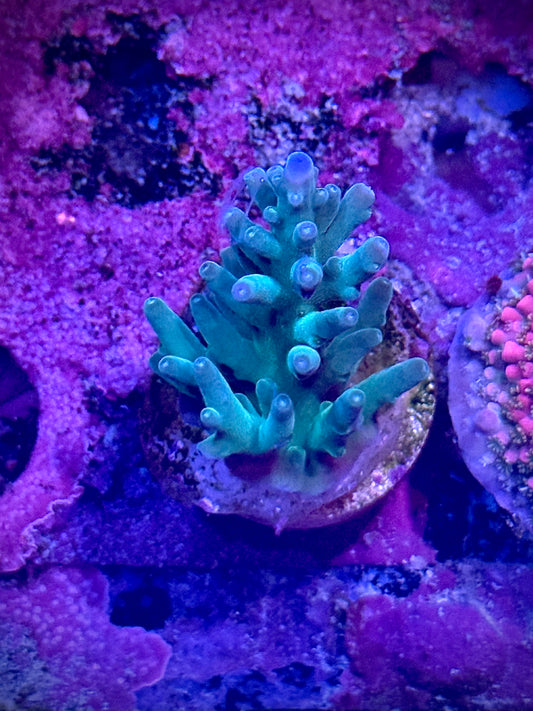 Hawkins Echinata