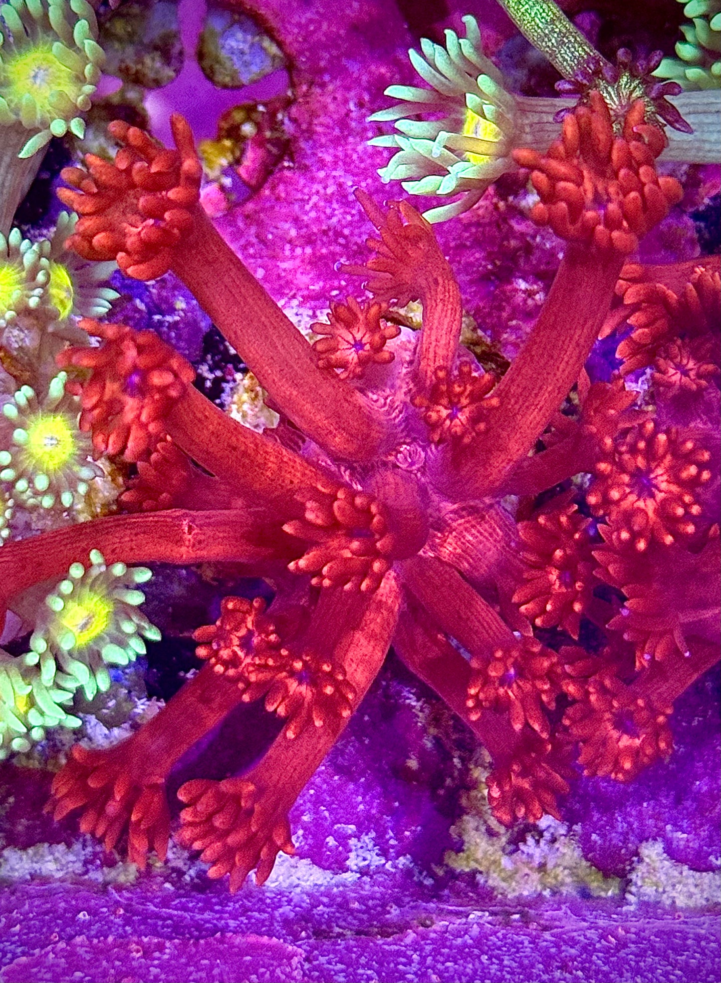 ORA Red Goniopora
