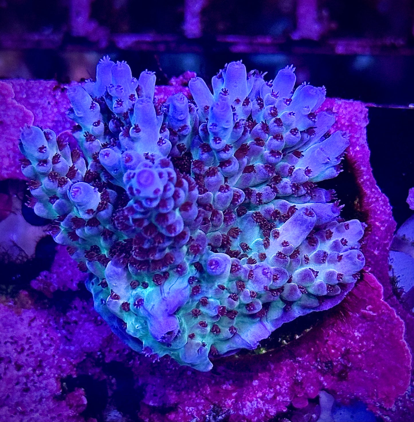 RRC Shazam (Chunky)
