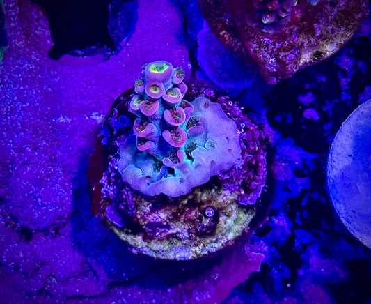 CC Pink Highlighter (Small)