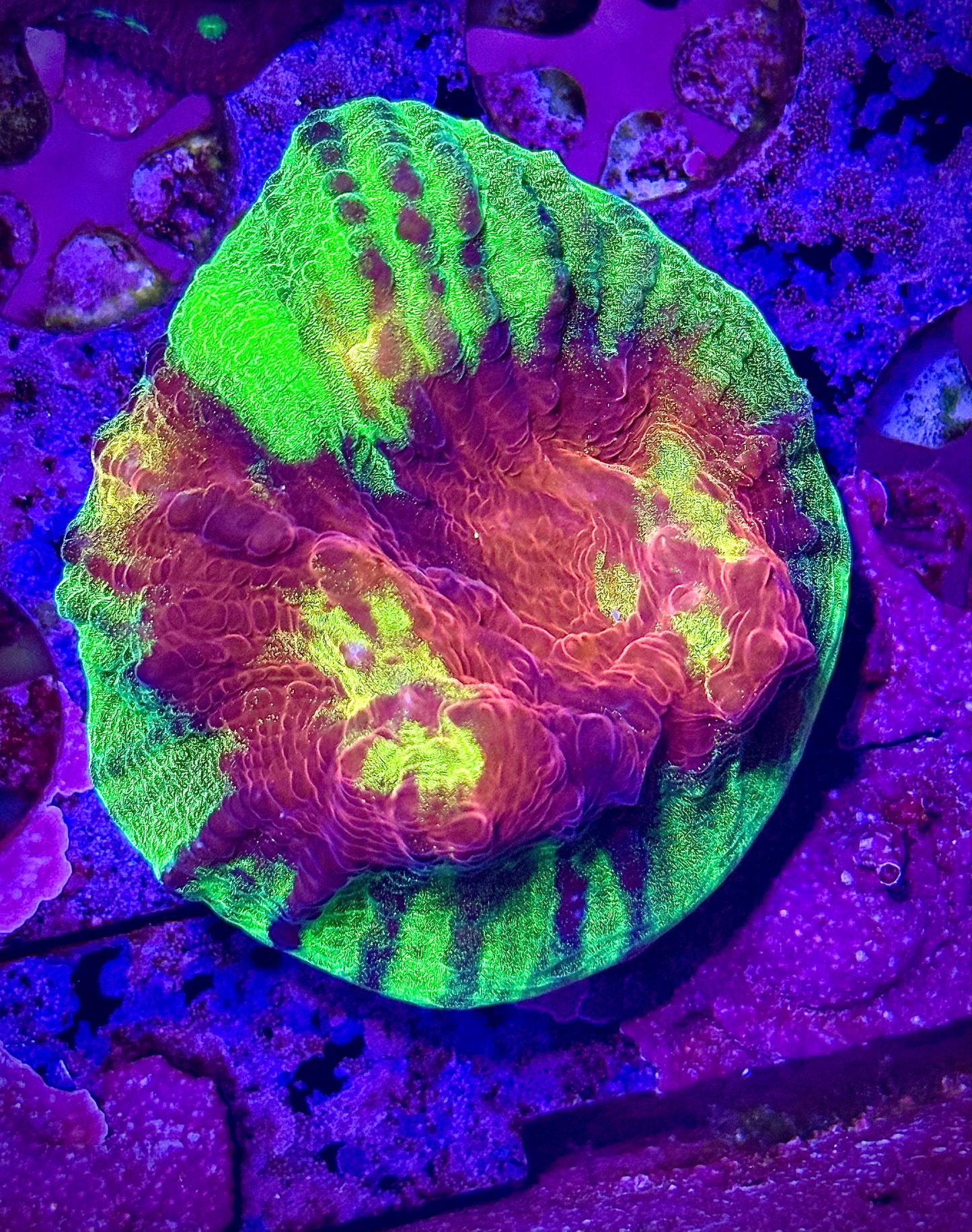 JF Chemical Reaction Chalice