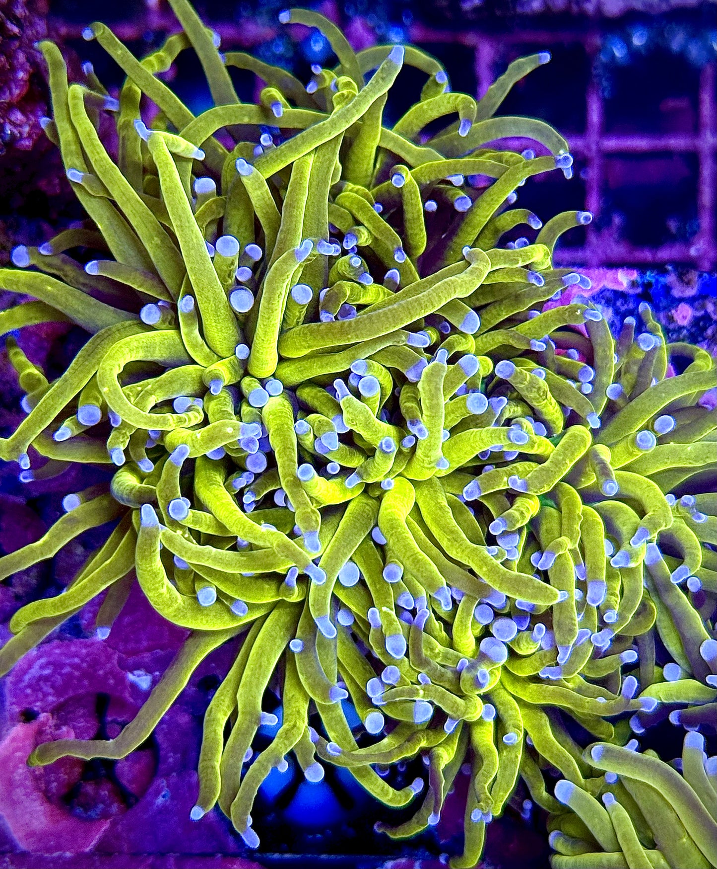 NY Knicks Torch (Colony)