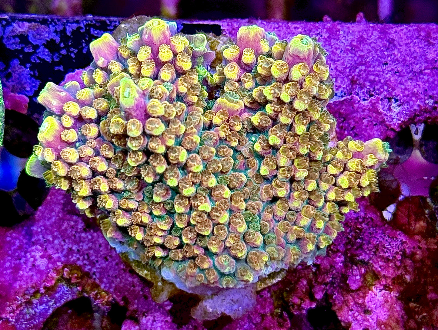 Bubble Bath Unicorn (XL)