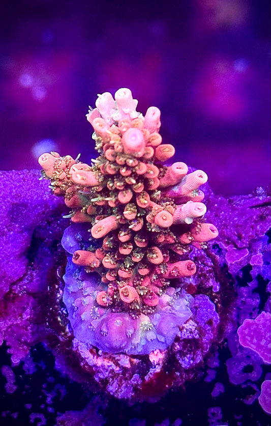 CB Tangerine Dreams (Chunky)