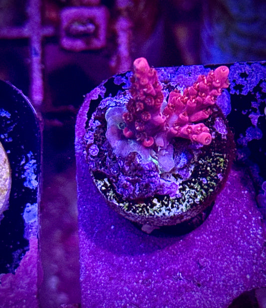 Vivid’s Confetti (small)