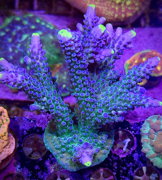 WWC Yellow Tips (mini colony)