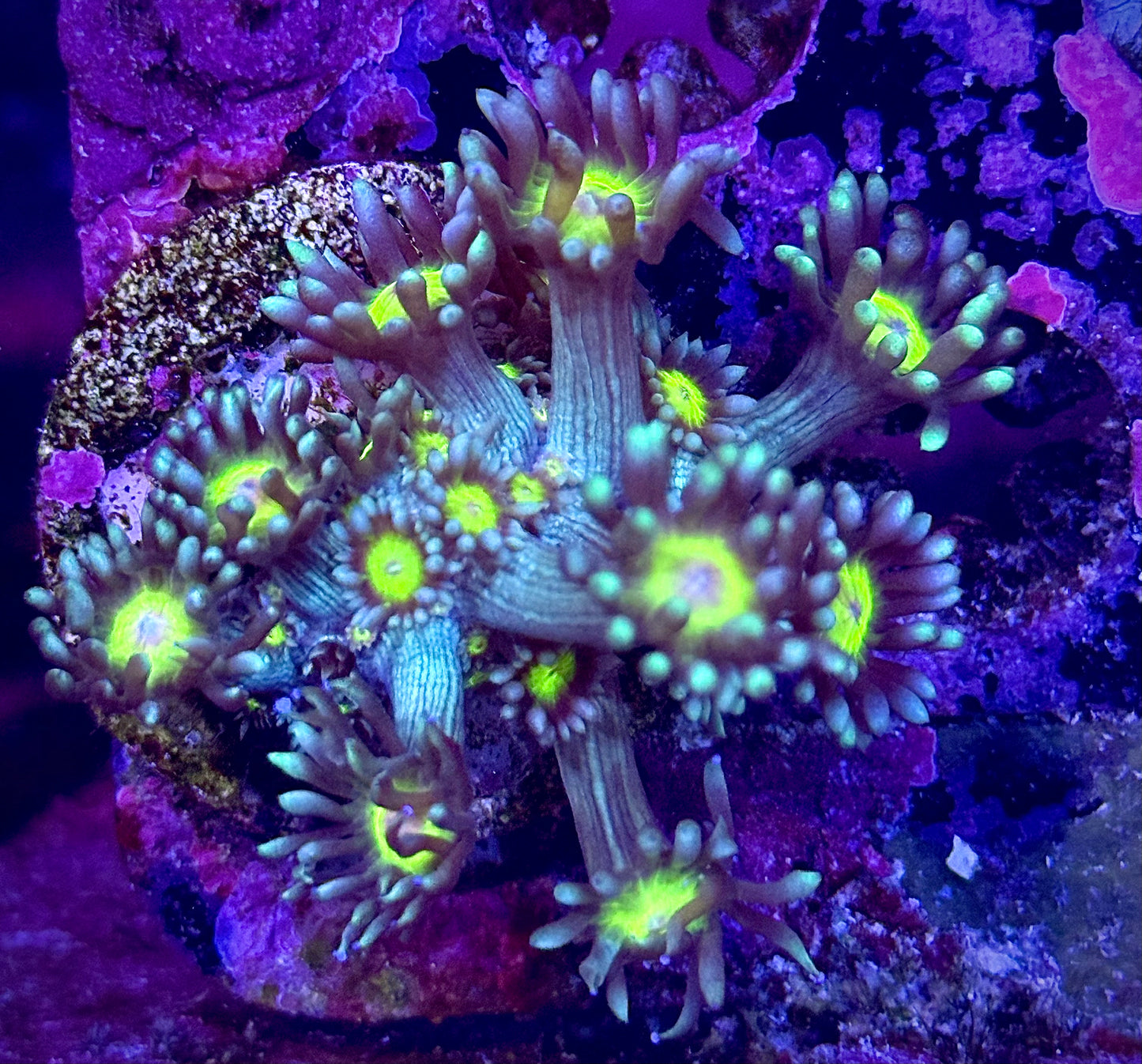 Lemon Head Goniopora