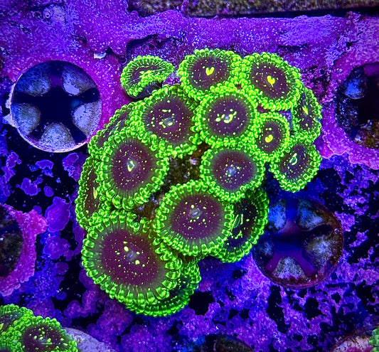 Exospheres (Colony)