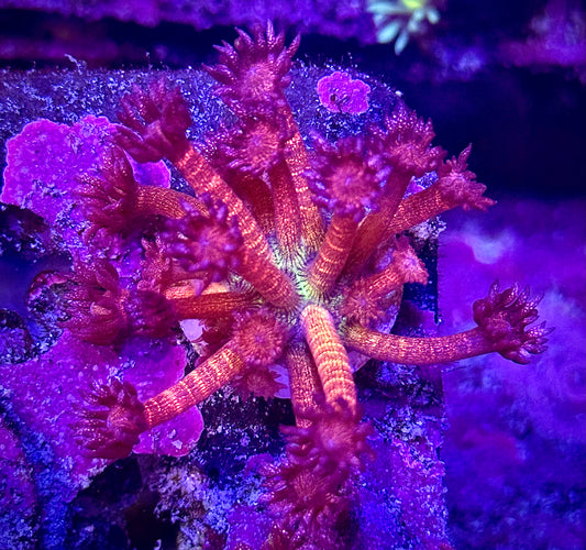 Rainbow Glitter Goniopora