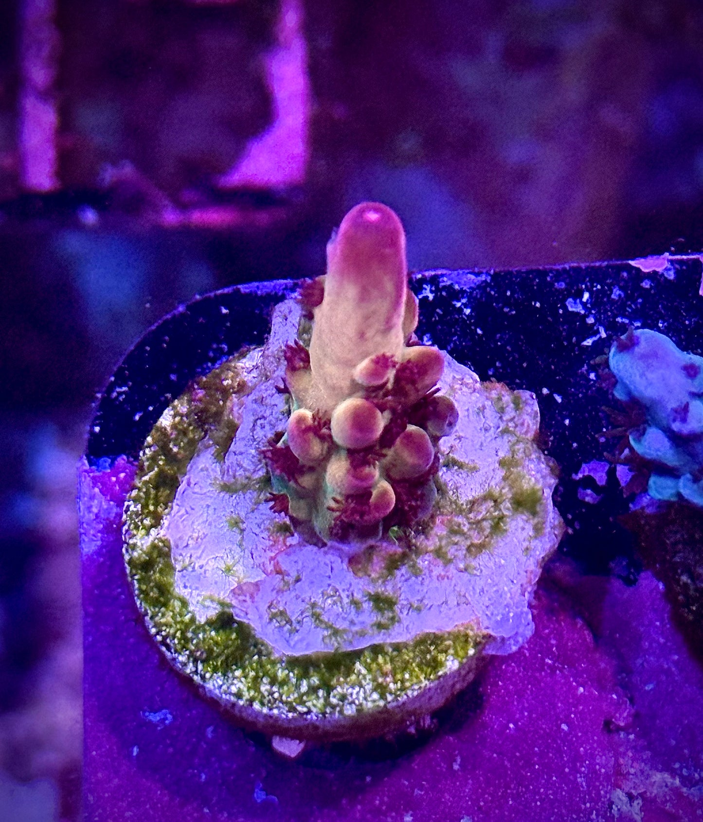 Tusi’s Rainbow Granulosa