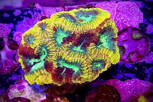 JF Yellow Submarine Favia