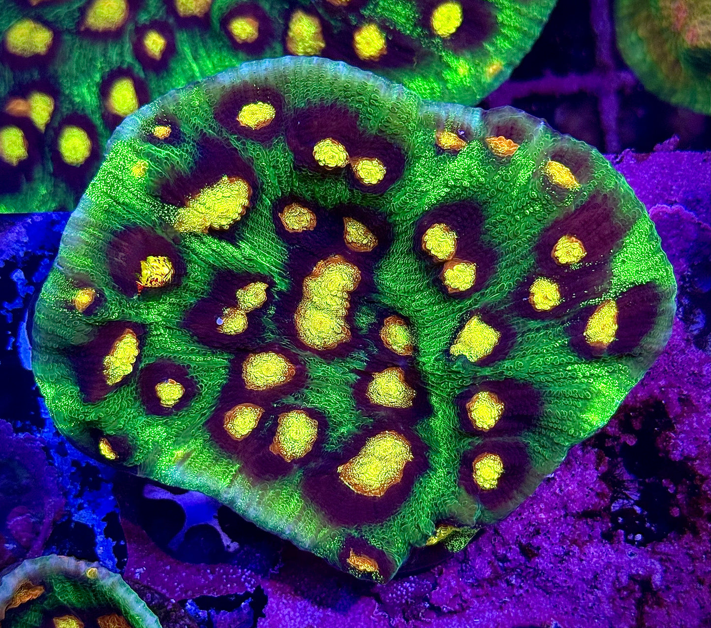 JF Raja Rampage (Mini Colony)