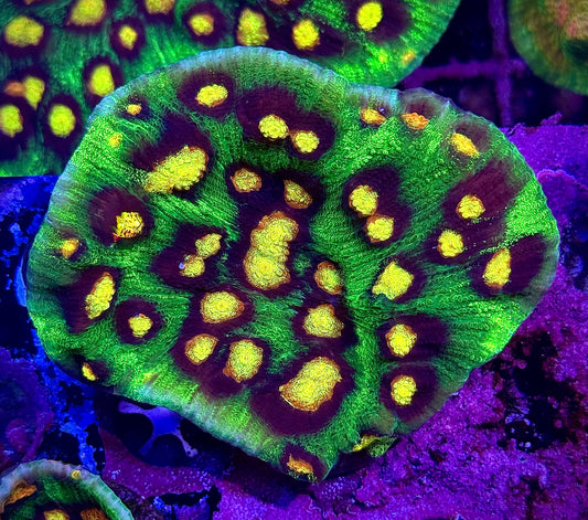 JF Raja Rampage (Mini Colony)