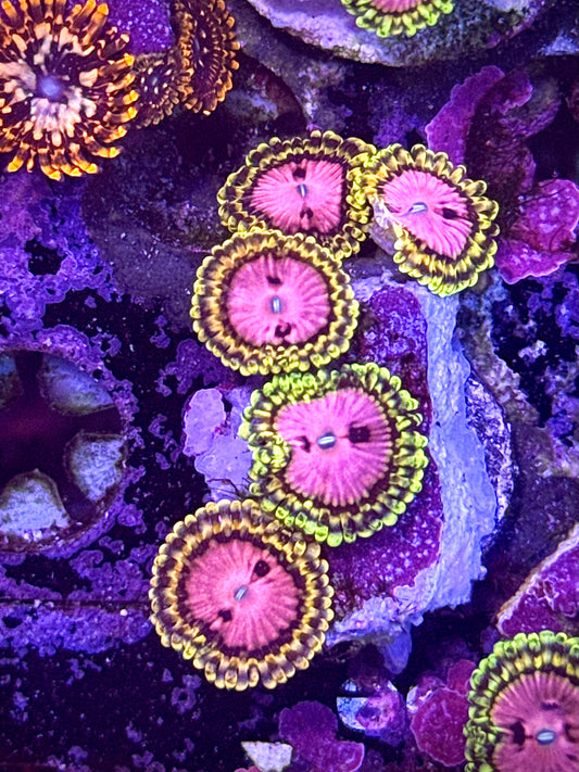 RRC Pink Diamonds