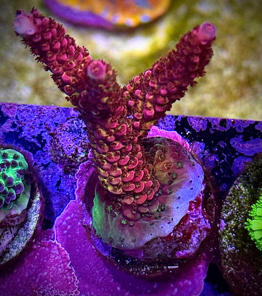 WWC Christmas Mirabilis
