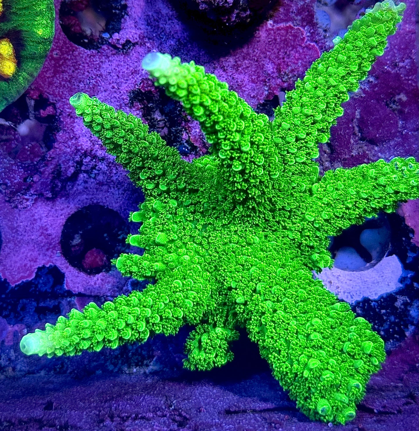 Green Slimer (Mini Colony)