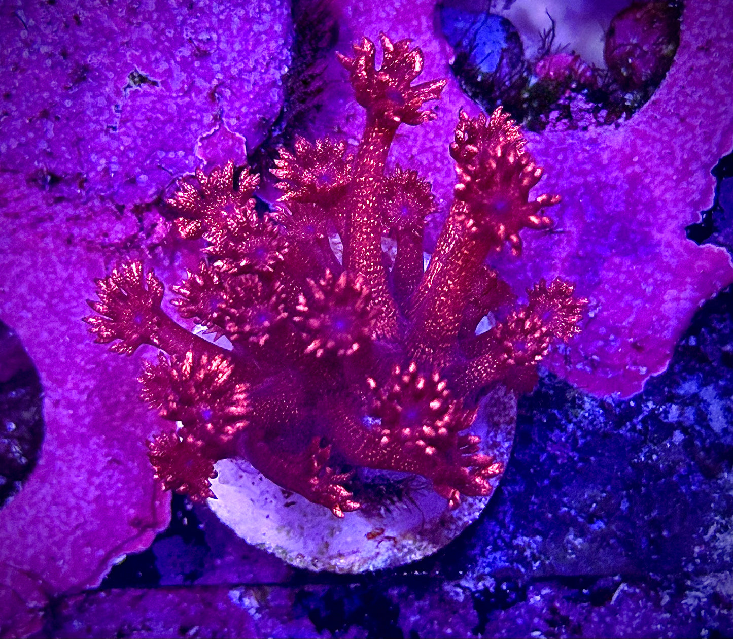 Red Glitter Bomb Goniopora