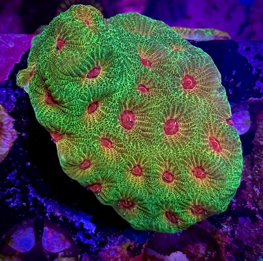 UC Fascination Favia