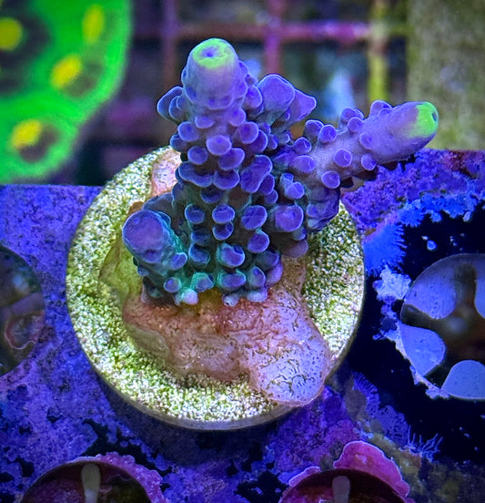 WWC Yellow Tips