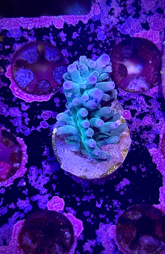 Hawkins Echinata