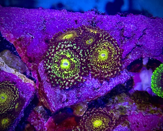 JF Frankie’s Acid Trip