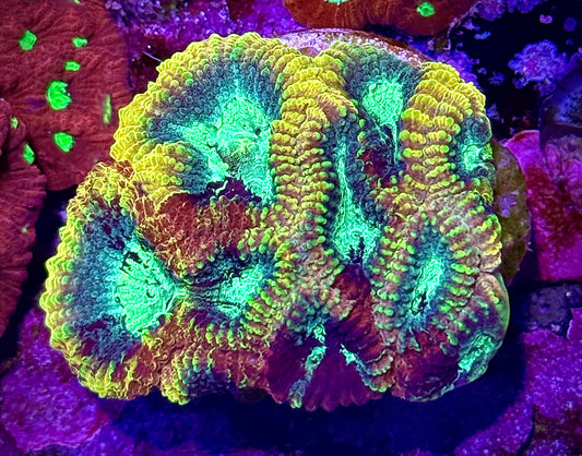 JF Yellow Submarine Favia