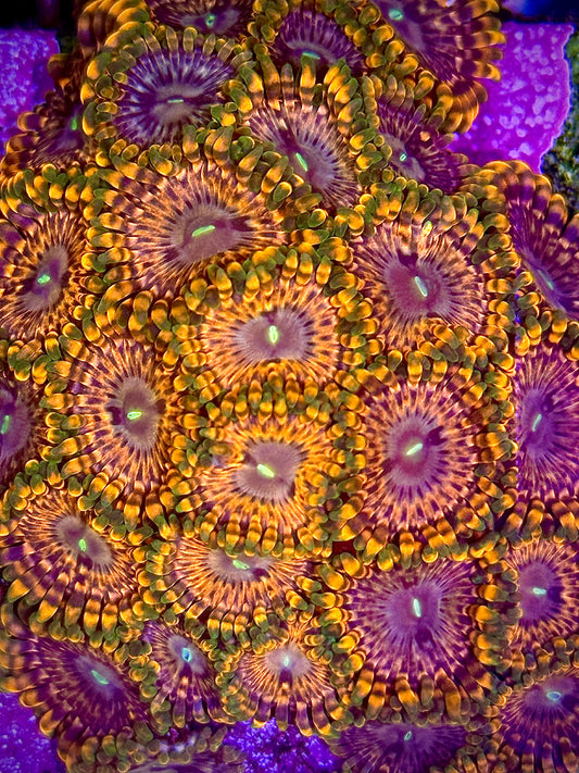 Fairy Fart Zoas