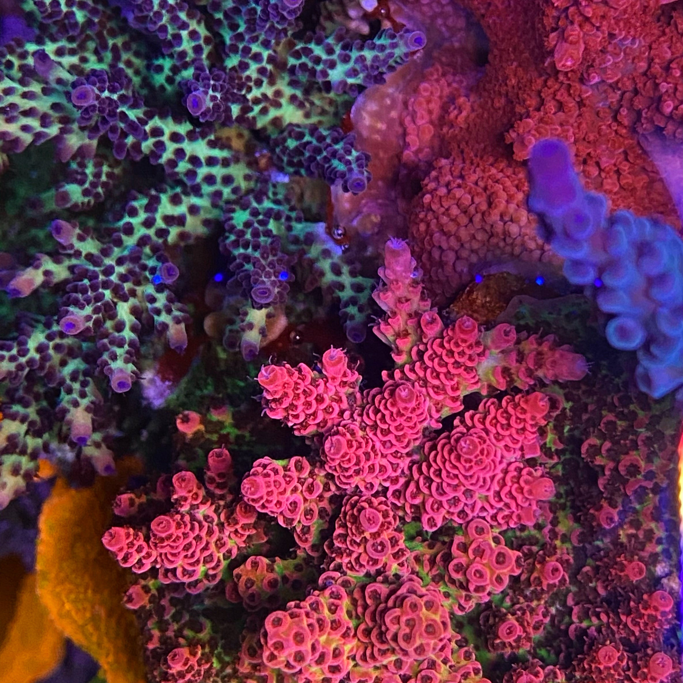 coral reef  Screenshot-2025-06-24-at-2.50.