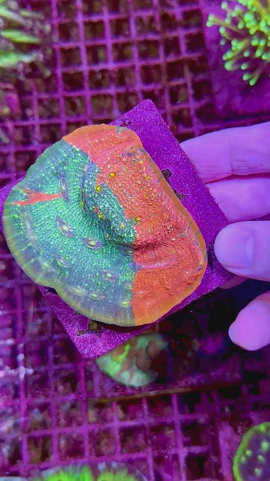 Trop’s Overdose Chalice